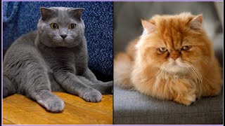 Top 10 Most Beautiful Cats in the World – Mesmerizing Breeds You Have to Seequot [upl. by Ajat]