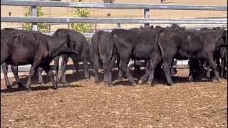 Elders Myrtleford Blue Ribbon Weaner Sale  GN amp J Chalwell  19 Angus Black Baldy Heifers Avg 170kg [upl. by Buxton247]