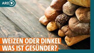 Weizen oder Dinkel Welches Getreide ist am gesündesten I ARD Gesund [upl. by Jaret]