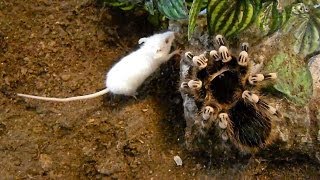 Large brutal tarantula kills mouse Acanthoscurria geniculata [upl. by Bonneau57]