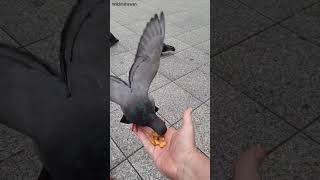 Hungry Pigeon Bird Eats Food On Hand [upl. by Asilim]