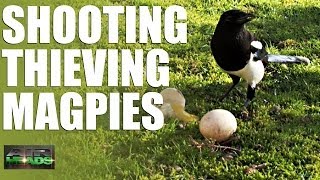 AirHeads  Shooting Thieving Magpies episode 6 [upl. by Lepley]