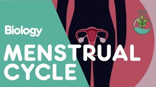 What Is The Menstrual Cycle  Physiology  Biology  FuseSchool [upl. by Notslar]