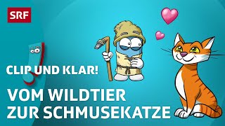 Clip und klar – Wie wurde die Katze zum Haustier  Kindervideos  SRF Kids [upl. by Frankhouse]