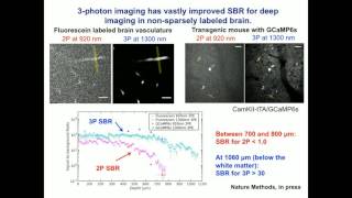 Chris Xu 3photon microscopy for deep brain imaging [upl. by Skricki]