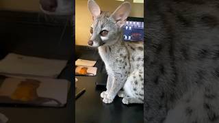 Genet shorts animals pets [upl. by Acissehc341]