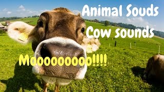 Cow Mooing Animal sounds [upl. by Atsilac]