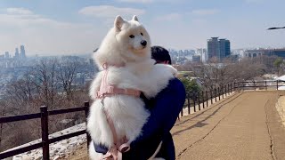 I had to give my dog a piggy back on the way down from a mountain climbing [upl. by Saixela]