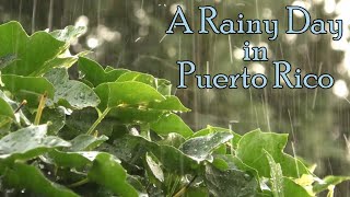 Relaxing Rain Sounds for Sleeping  Raining in Puerto Rico with Coqui Frogs [upl. by Cohen]