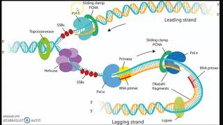 RIPASSONE  Biologia molecolare 2 Replicazione trascrizione e traduzione [upl. by Ury]