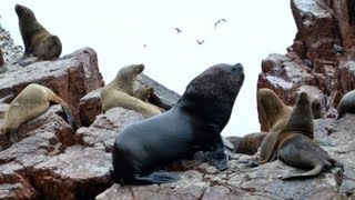 Bahía Paracas Islas Ballestas [upl. by Janeva]