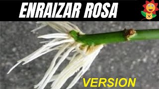 COMO REPRODUCIR ROSAS POR ESQUEJES Version Resumida Gato Garden [upl. by Anned445]