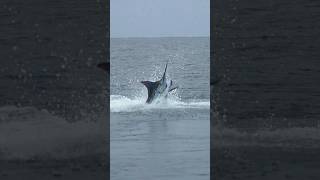 Huge Blue Marlin Jumping [upl. by Head]