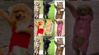 P22 Funny Animals Dance kids cute kidsfun funny dancing kidssong pets dogs cats monkey [upl. by Ashil]