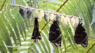 Hatching of Blue Morpho butterflies Morpho peleides in HD [upl. by Tuorah]