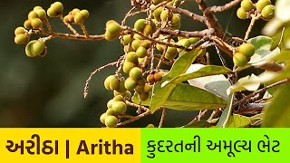 અરીઠા  Aritha એટલે જાણે કુદરતી સાબુ [upl. by Dayiz]