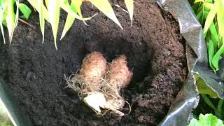 Yams Wurzel  Knolle  wird eingepflanzt  Dioscorea bulbifera [upl. by Yetty681]