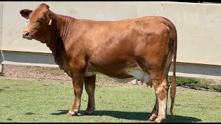 JampJ Cattle Co Auction Lot 3 Heavy Bred Registered Beefmaster Replacement Heifer [upl. by Attelra]