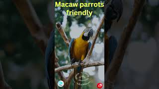 Macaw Parrots Friendly  macaws talkingbirds youtubeviral birds parroteatingfoods [upl. by Nisaj]