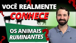 ANIMAIS RUMINANTES E SUAS CLASSIFICAÇÕES [upl. by Zavala319]