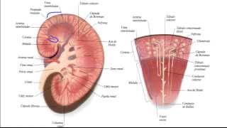 Histología Sistema renal [upl. by Hayward]