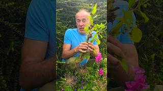 Sow Thistle sonchus foraging herbs gardening permaculture nativeplants ideas motivation [upl. by Noskcaj441]