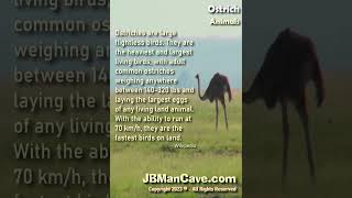 OSTRICH Bird Facts JBManCavecom Shorts [upl. by Einrae]