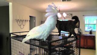 Dancing Cockatoo  funny cockatoo video  funny animal video [upl. by Burra]