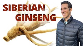 Benefits of Siberian Ginseng aka Eleuthero for Focus Performance amp More [upl. by Meingolda333]