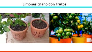 Limones 🍋 Enano Con Frutos en Maceta Aprende los Trucos De Jardineros [upl. by Suiram]