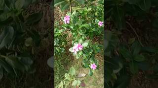 Catharanthus flowers beautifulflowers nature india tranding shortvideo [upl. by Catriona]