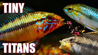 5 Apistogramma Dwarf Cichlids Everyone Should Keep [upl. by Goeger742]