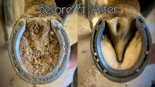 “LAST” HOOF RESTORATION of 2021 ASMR [upl. by Nae]