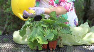 How to Save a Wilting Cucumber Plant  Garden Space [upl. by Maisel]