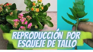 KALANCHOE REPRODUCCION POR ESQUEJE DE TALLO FACIL Y RAPIDO [upl. by Hutton]