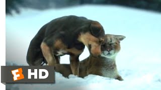 A Dogs Way Home 2018  Fun in the Snow Scene 410  Movieclips [upl. by Zina679]