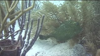 Caribbean Gorgonians Beauty in Motion [upl. by Nicolette]