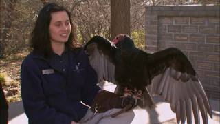 Cool Critters Turkey Vultures  KQED QUEST [upl. by Otrebmuh]