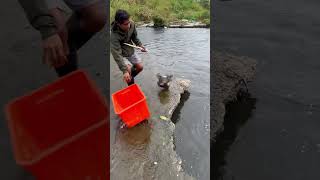 Fishing with a net under a rockPu dear fishingadventure amazingfishinglife fish​ short [upl. by Anidal]