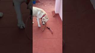 Me பாவம் 😭  funny freefire comedy pets shorts lab dog trending [upl. by Haraf86]