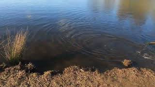 PB trout Ben Chifley dam fishing Bathurst NSW [upl. by Ardiedak]