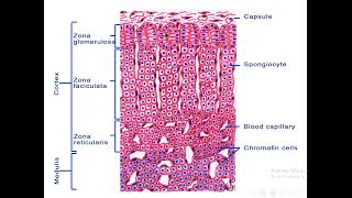 Endocrine system Adrenal gland Histology [upl. by Anaoj]