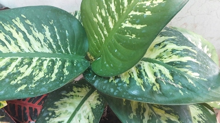 How to grow Dieffenbachia by cutting  Propagation of Dieffenbachia  16 April 2017 [upl. by Aihsad]