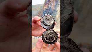 Hidden Secrets in Fossil Rocks [upl. by Mccully616]