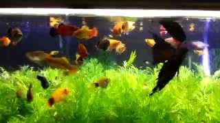 250 gallons live aquarium planted tank with platy fish [upl. by Oiramat906]