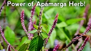 अपामार्ग  Unlocking Natures Potency The Insane Healing Power of Apamarga Herb [upl. by Nnairac]