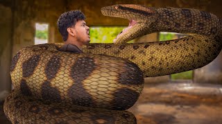 Anaconda Snake Part 1 in Real Life  Anaconda Live bait  Anaconda Attack [upl. by Drofla]