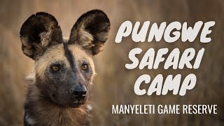 Pungwe Safari Camp in the Manyeleti Game Reserve South Africa [upl. by Eleaffar268]