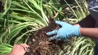 Dividing Iris and Daylilies Produced by Tagawa Gardens a partner in PlantTalk Colorado [upl. by Naiviv]