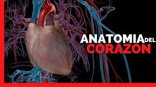 ✅ANATOMIA del CORAZON  CAPAS VENTRICULOS AURICULAS ARTERIAS Y VENAS  Anatomia en Enfermeria [upl. by Friedrich]